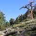 The [https://www.tahoerimtrail.org/ Tahoe Rim Trail] is scenic and well maintained