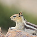 Lots of chipmunks which are everything but shy on the summit, they probably get fed by human visitors quite often.