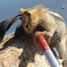 Licking the salt of my pole while being "attacked" by some sort of a flying beast :-)