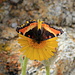Pretty Butterfly