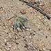 Interesting Plants in the sandy south flank of Freel Peak