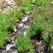 As soon as there's water, you find lush greens