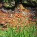 Paint Brush in front of the "rusty water" of Willow Creek