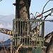 Gabbia con un uccello da richiamo: la Cesena ([http://www.scricciolo.com/eurosongs/Turdus.pilaris.wav  Turdus pilaris])