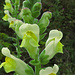Antirrhinum latifolium, Fam. der Löwenmäuler, Bocca di leone gialla