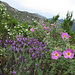 Kretische Zistrose, Cistus creticus und Lavendel in voller Blüte / Cisti e lavanda in piena fioritura