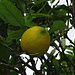 Zitronenbaum / Limone