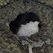 Mehlschwalbe (Delichon urbicum) ? - Mama oder - Papa