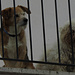 Die Wächter von Pomonte:-) Cani da guardia di Pomonte:-)