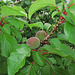 Aprikosen, Prunus armeniaca