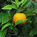 Orangenbaum, Citrus sinensis