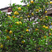 Hätt ich auch so gern: einen Zitronenbaum im Garten! / Mi piacerebbe tanto a casa mia: un limone nel giardino!