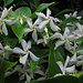 Sternjasmin, Trachelospermum jasminoides