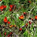 Stellvertretend für die Pflanzenvielfalt: Orangerotes Habichtskraut
