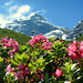 Alpenrosen vor dem Panüeler