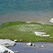 Eriofori in crescita al laghetto 1 (vedi foto della relazione del 16-9-2012)