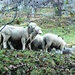Monti di Caviano - Vorwitziges kleines Schaf