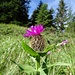 Diese Alpen-Flockenblume 'entfaltet' sich erst