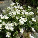 Hornkraut (Cerastium strictum)