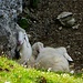 Schafe verstecken sich vor der Sonne