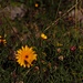 Blumenwiese