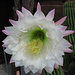 Jedes Jahr im Mai blüht dieser Kaktus (Echinopsis spachiana) nur einen Tag lang / Ogni anno in maggio questo cactus fiorisce solo per un giorno