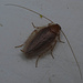 Interessantes Insekt mit langen Fühlern: [https://de.wikipedia.org/wiki/Bernstein-Waldschabe Bernstein-Waldschabe?] / Insetto interessante con le antenne lunghe