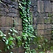 Bewachsene Mauer in Huanglingcun, aufgenommen beim Rückweg zur Seilbahn.