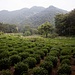 Longjing bedeuted "Drachenbrunnen" und ist eine in China sehr geschätzte Teesorte.
