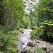 Im Dürrenbachtobel - Wasser gibt es diesen Sommer genug