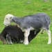 offensichtlich gibt es auch graue Schafe