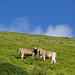 Kuhpaar beobachtet den Aufstieg zum Berger Calanda