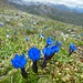 Frühlingsenzian an der Elferspitze