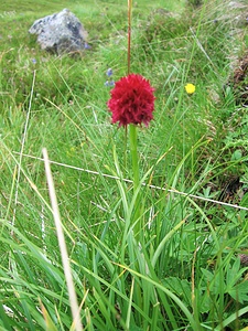 Nigritella rubra (Wettst.) K. Richt.<br />Orchidaceae<br /><br />Nigritella rossa.<br />Nigritelle rouge.<br />Roetes Männestreu.