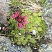 Sempervivum montanum L.<br />Crassulaceae<br /><br />Semprevivo montano.<br />Joubarbe des montagnes.<br />Berg-Hauswurz.