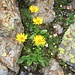 Doronicum clusii (All.) Tausch<br />Asteraceae<br /><br />Doronico del granito.<br />Doronic de Clusius.<br />Clusius Gämswurz.