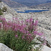 Fireweed (Chamerion Angustifolium) in front of Lake Aloha
