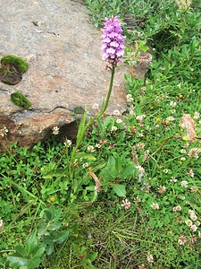 Dactylorhiza maculata (L.) Soo<br />Orchidaceae<br /><br />Orchide macchiata.<br />Orchis tacheté.<br />Geflecktes Knabenkraut.