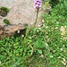 Dactylorhiza maculata (L.) Soo<br />Orchidaceae<br /><br />Orchide macchiata.<br />Orchis tacheté.<br />Geflecktes Knabenkraut.