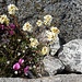 hübsche Blumen-Fels-Kombination