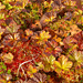 Kurz nach Kaitumjaure: Herbstblätter der Moltebeere (Rubus chamaemorus)