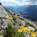 Blumen mit hübschem Ausblick