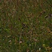 Distelfink in Blumenwiese