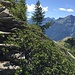 Scalini lungo il ritrovato sentiero per l'Alpe Groppo, visibile sulla destra