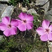 Stein-Nelke (Dianthus sylvestris)