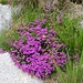 bell heather (erica cinerea) hat größere Blüten und eine leuchtendere Farbe als Heidekraut in den Alpen