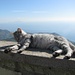 Tierisch gute Aussicht auf Capri
