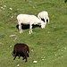 Der Weg von den Wiesen in die Latschengassen ist leicht zu finden und auch das rot markierte Schaf bleibt geduldig Stund' um Stund'  genau an Ort und Stelle stehen. Danke! Schafe sind einfach nett...