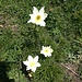 Anemonen
