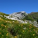 Der Aufstieg bis zum Saaser Calanda ist geprägt von saftigen Wiesen und blühender Flora. In der Bildmitte zeigt sich schon die Kalklandschaft des Rätschenhorns.